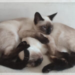 Siam_2023-08_IMG_20230802_195854