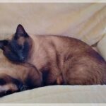 Geburtstagsüberraschung mit Kuschelfaktor Krallen_IMG_20260129_153032026_HDR_AE