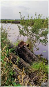 Ippenwarf, Deutschland